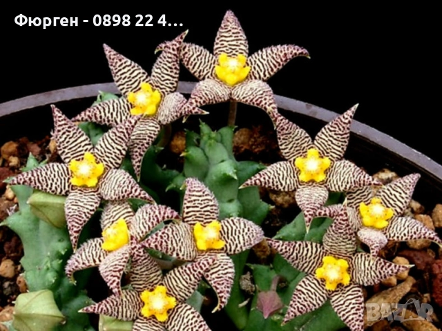 🌵 Степелия (Piaranthus) – Екзотична сукулентна красота за вашия дом, снимка 3 - Разсади - 52842890