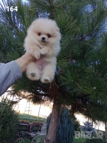 Мини момиченце. Померан., снимка 7 - Померан - 52932942