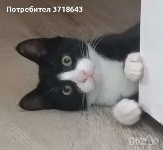 Подарявам малко котенце, снимка 1 - Други - 47824362