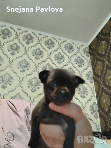 Продава се на 1 месец чихла няма ваксина още последното останало момиче за парите по договаряне 0876, снимка 2 - Чихуахуа - 53497940