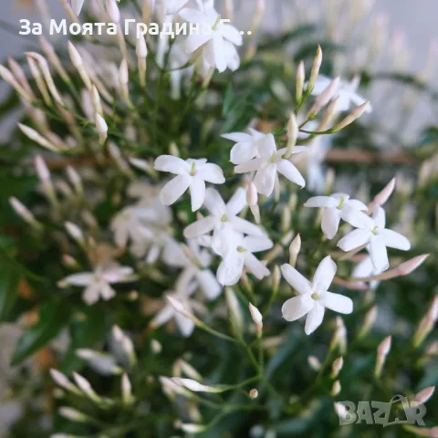 Жасмин -Силно ароматен ,вечно зелен