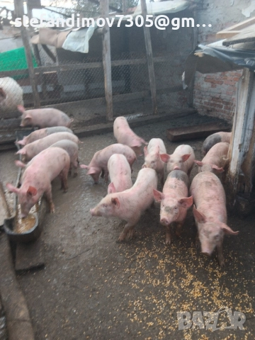 малки прасенца над 25кг.