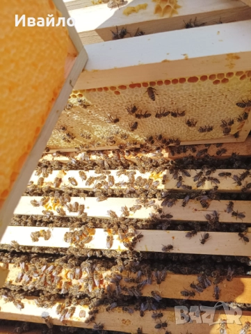 Био пчелен мед - от наш пчелин, снимка 3 - Пчелни продукти - 52120113