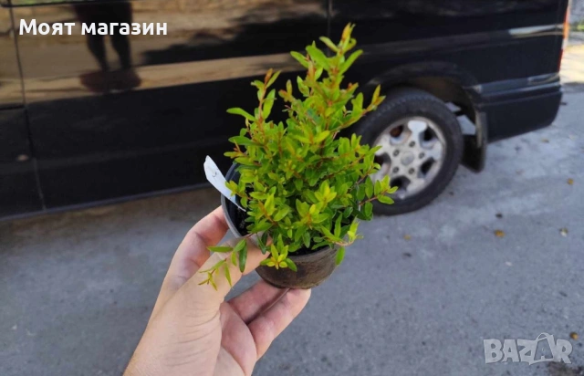 Мини дръвчета, снимка 6 - Градински цветя и растения - 53631614