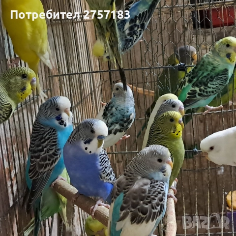 продавам валнисти папагали, снимка 5 - Папагали - 52880892