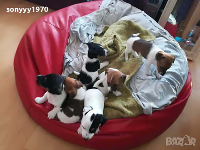 ДЖАКОВЕ СЛАДУРИ 2203221926, снимка 8 - Джак ръсел териер - 36198206