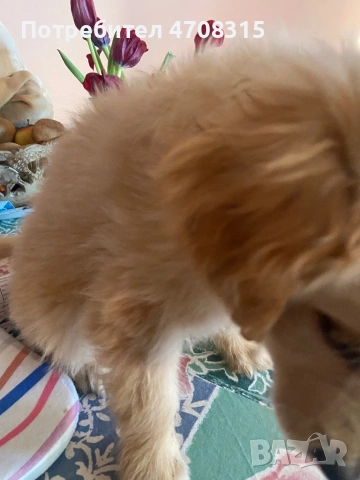 Голдън ретривър игриво момченце, снимка 9 - Голдън ретривър - 53630714