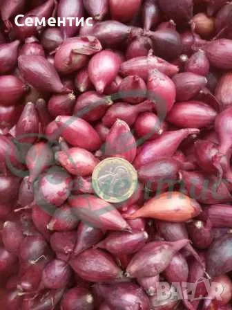 Холандски арпаджик - СУПЕР качество, снимка 4 - Сортови семена и луковици - 28113892