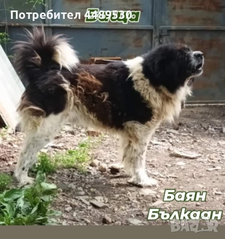 Сертифициран Развъдник продава българско овчарско куче / каракачанка, снимка 2 - Каракачанска овчарка - 50499590
