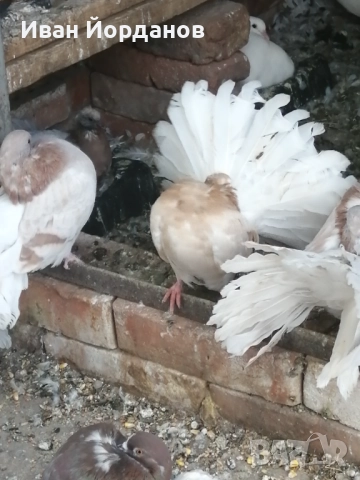 Гълъби Фенерлий, снимка 8 - Гълъби - 52275322