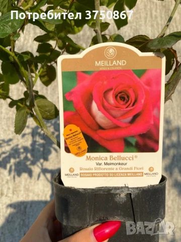 🌹 РОЗА 🌹Monica Bellucci® Meimonkeur 🌹, снимка 6 - Градински цветя и растения - 51155212