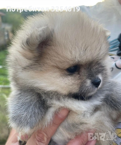 Померан, снимка 3 - Померан - 53048345