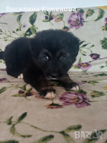 Подарявам кученце , снимка 3 - Други - 53679263