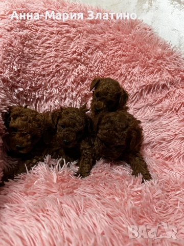 Той пудел момченца и момиченца, снимка 7 - Пудели - 52109767