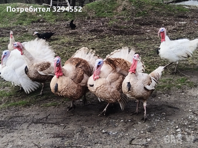 Пуйки и Пуяци 