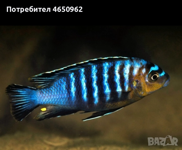 Аквариумни риби, африкански цихлиди от езерото Малави, снимка 8 - Рибки - 52414237