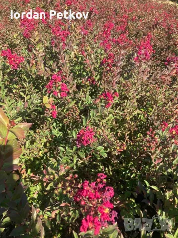 Индийски люляк, снимка 2 - Градински цветя и растения - 47395696