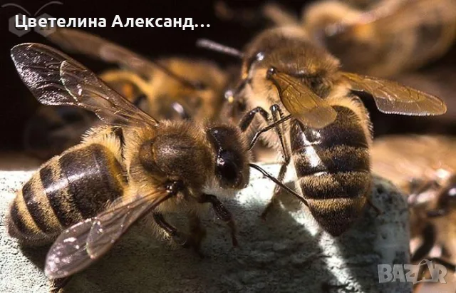 Продавам пчелни семейства с кошери