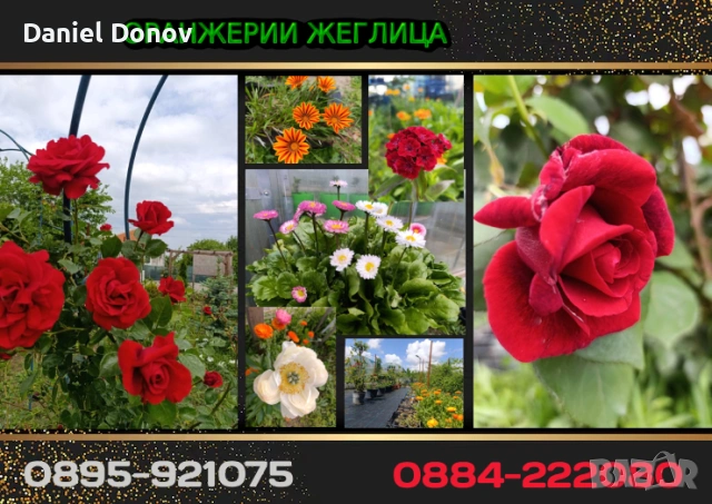 Над 150 сорта разсади за домати, краставици, тиквички, патладжан, дини, пъпеши, цветя, снимка 17 - Разсади - 52473586