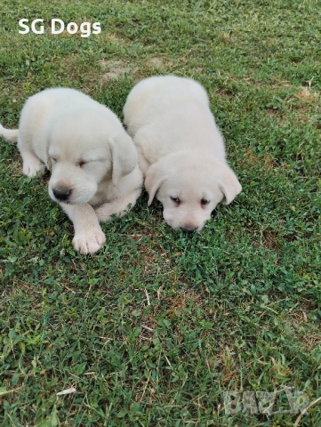 Лабрадор ретривър , снимка 3 - Лабрадор ретривър - 52083227