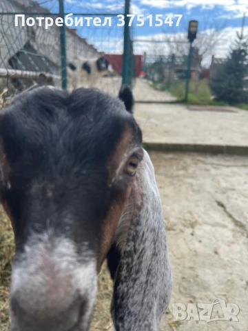  🐐 Продавам мъжки англо-нубийски ярета, снимка 12 - Кози - 53745937