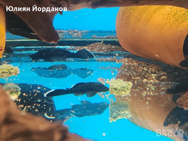 Звезден анциструс, снимка 3 - Рибки - 53611618