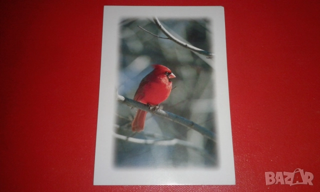 4 прекрасни двойни картички на тема "Зимна природа"с подходящи послания, снимка 5 - Колекции - 52380809