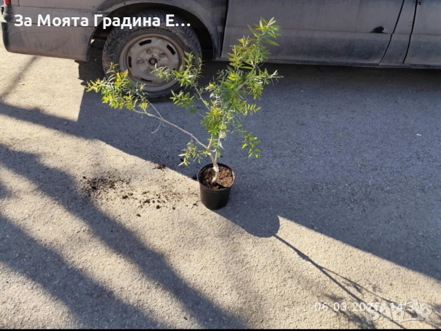 Калистемон , снимка 9 - Градински цветя и растения - 53635793