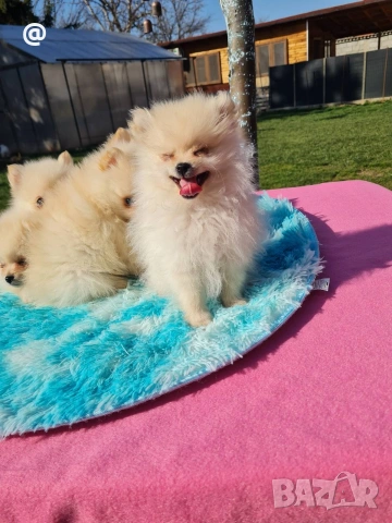 Померан померани Гр. София, снимка 5 - Померан - 53847389