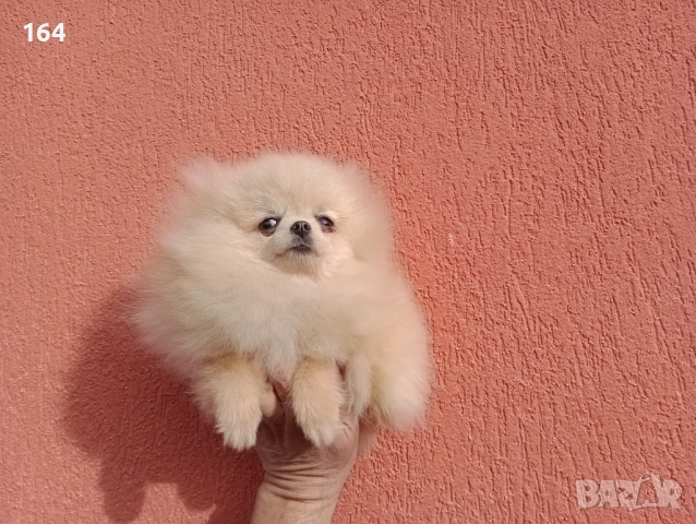 Мини Померан. Миниатюрно момиче. Реални снимки от 17.12.25 г