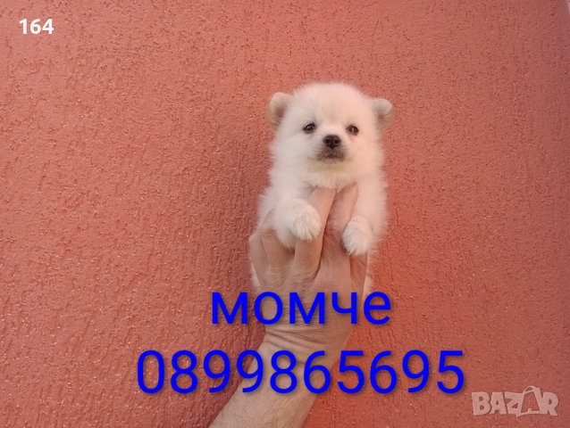 Мини Шпиц - Померан. Мъжки и женски кученца. Снимки от 08.03.26 г. , снимка 8 - Померан - 53761327