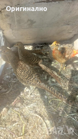 Фазани , снимка 5 - Кокошки и пуйки - 52145567