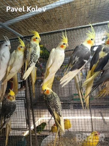 Коледна промоция на папагали , снимка 6 - Папагали - 52658143