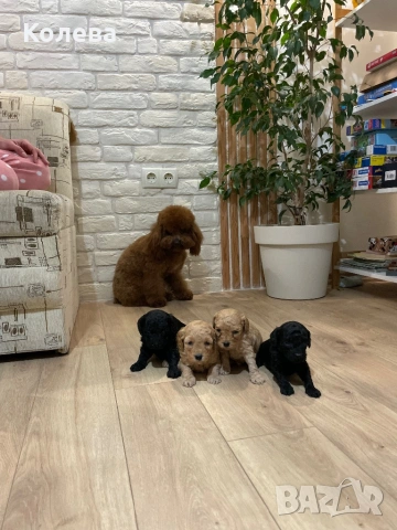 ТОП Мини Пудел , снимка 3 - Пудели - 53364956