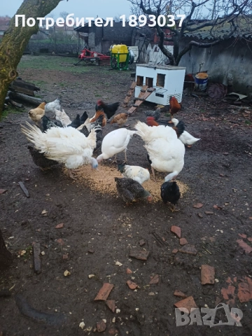 Пуяци и пуйки, снимка 3 - Кокошки и пуйки - 52702520