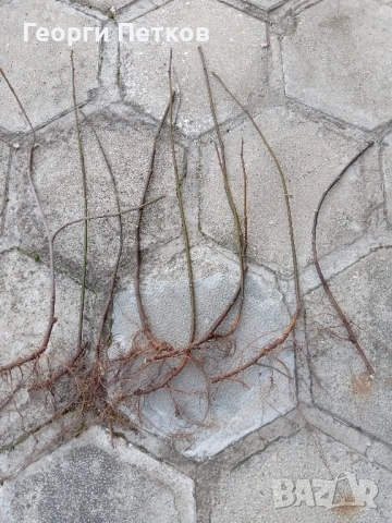 Смокинови фиданки, снимка 5 - Градински цветя и растения - 53703048