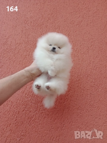 Мини момиченце. Реални снимки от днес! Померанче., снимка 7 - Померан - 53209897