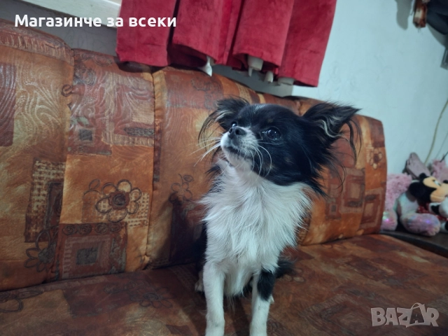 Мъжки чихуахуа търси женска, снимка 4 - Чихуахуа - 52471162