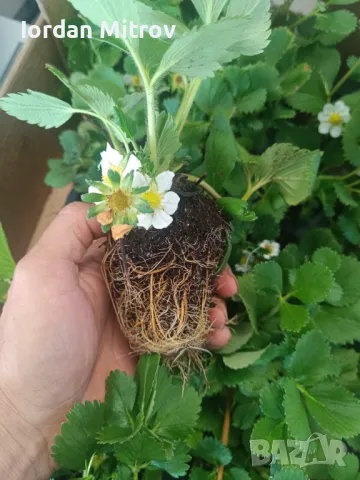 Разсад .Ягоди и малини, снимка 2 - Разсади - 49494255