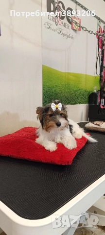 йорки Бивер, снимка 7 - Йоркширски териер - 50984414