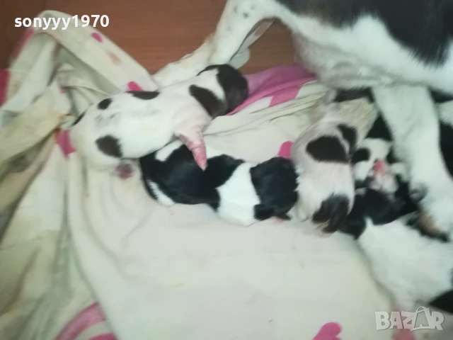 ДЖАК РЪСЕЛ БЕБЕТА-РОДЕНИ 11.08.25г 1208250705, снимка 4 - Джак ръсел териер - 51335235