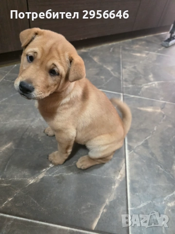 Продавам кученца, снимка 4 - Шиба ину - 53574717