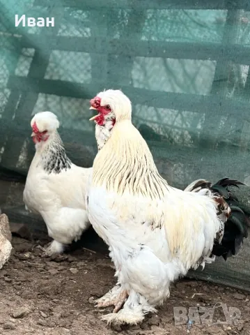 яйца от Струмски кокошки, снимка 7 - Кокошки и пуйки - 49817057