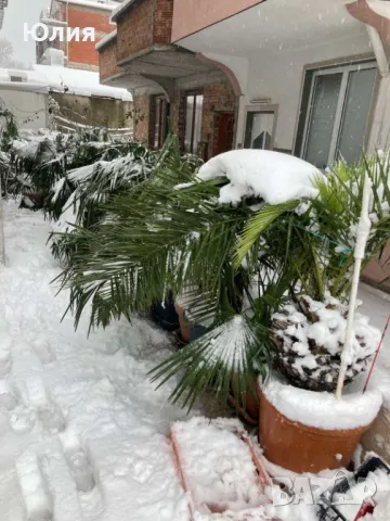 Студоустойчиви Палми Трахикарпус, снимка 6 - Градински цветя и растения - 49879195