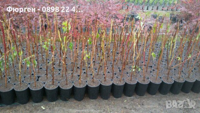 Малини - целогодишни, снимка 8 - Градински цветя и растения - 38888073