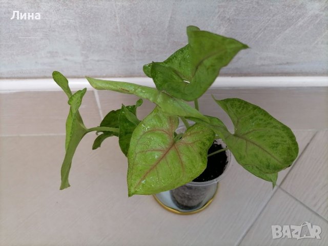 Сингониум/Syngonium Mango Allusion/ a