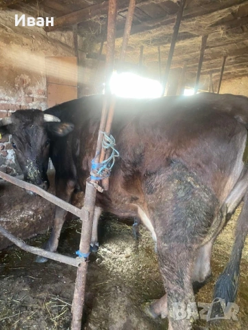 Две млади крави с млеко, снимка 3 - Крави - 53871994