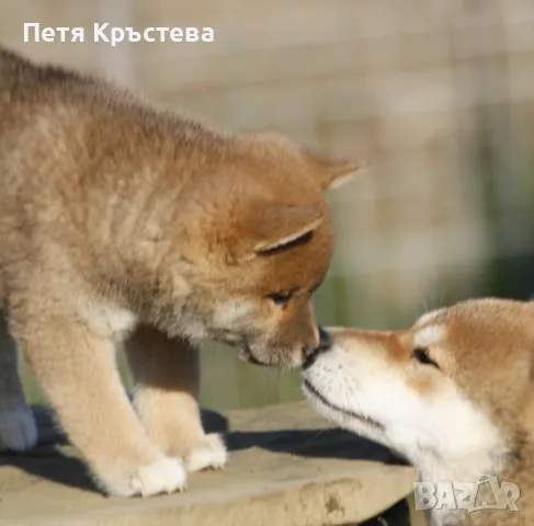 Шиба ину, снимка 1