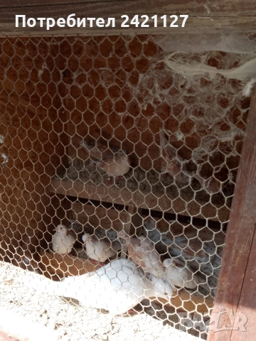 птици гугутки , снимка 3 - други­ - 51481659