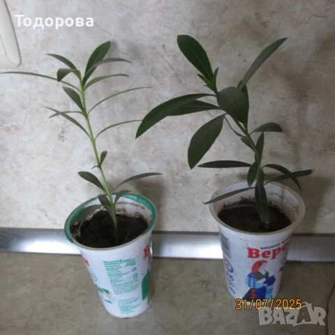 лян, зокум, олеандър, снимка 2 - Стайни растения - 51286115